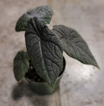 4" Alocasia Melo